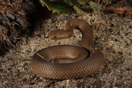 Echiopsis curta (Schlegel, 1837)