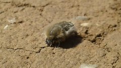 Tropinota hirta