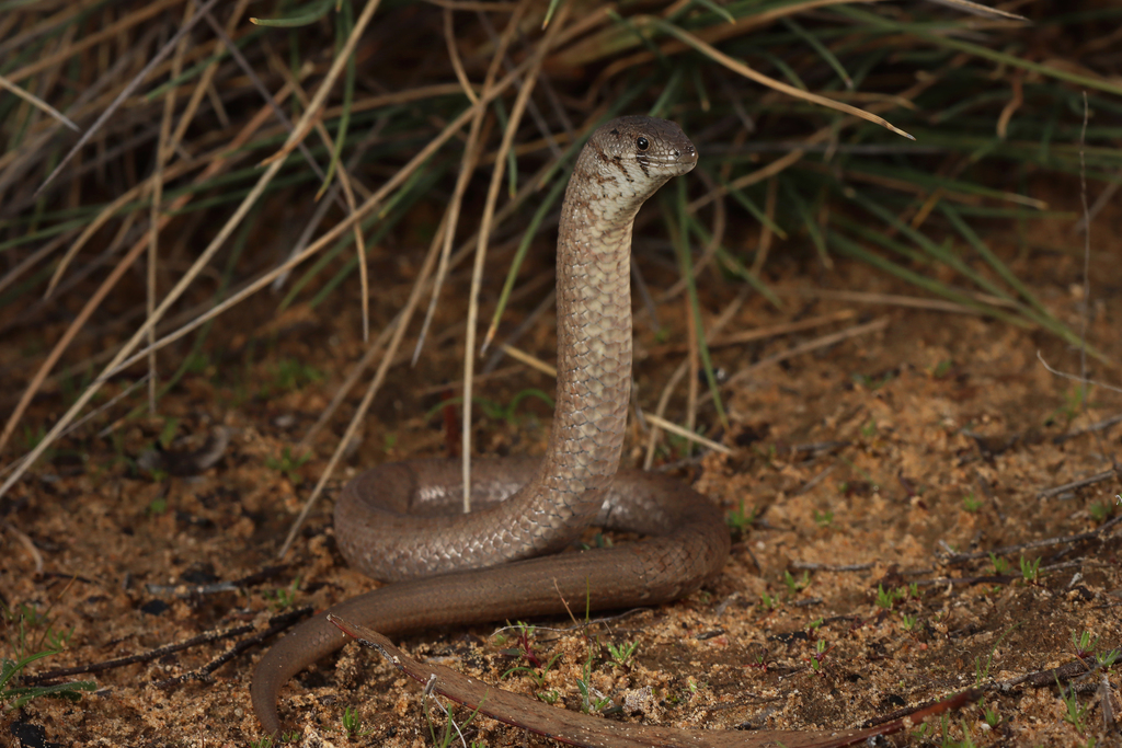 Common Scaly Foot