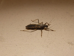Reduviidae