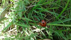 Coccinella septempunctata