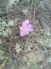 Colchicum laetum