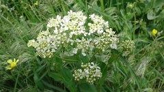 Lepidium draba