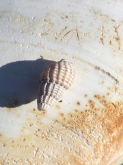 Ilyanassa trivittata