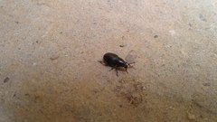 Psallidium
