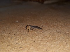 Lepidoptera