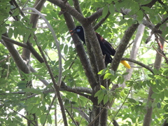 Psarocolius guatimozinus