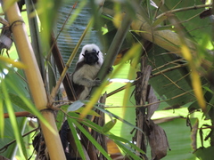 Saguinus oedipus