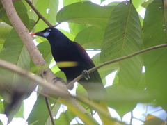 Psarocolius guatimozinus