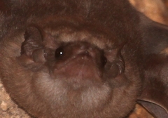 Taphozous perforatus