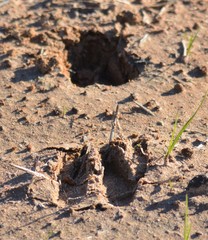 Odocoileus virginianus texanus