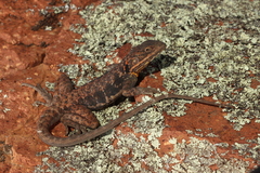 Peninsula Crevice-Dragon photo 5