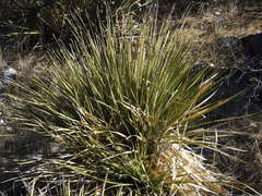 Dasylirion leiophyllum