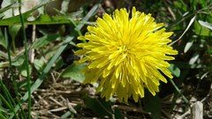 Taraxacum officinale