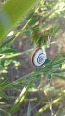 Xeropicta derbentina