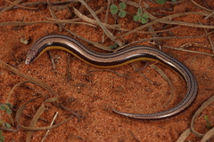 Myall Slider photo 1