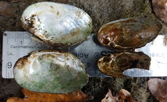 Alasmidonta undulata