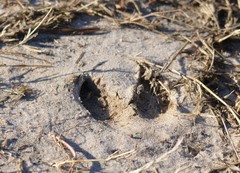 Sus scrofa domesticus