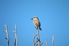 Tyrannus melancholicus