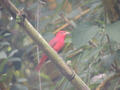 Piranga rubra