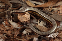 Myall Slider photo 2