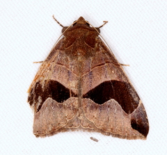 Bastilla solomonensis