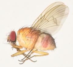 Dichaetomyia quadrata