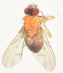 Dichaetomyia quadrata