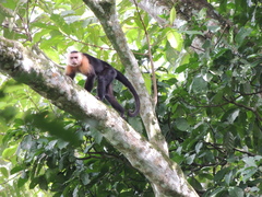 Cebus capucinus