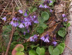 Soldanella montana