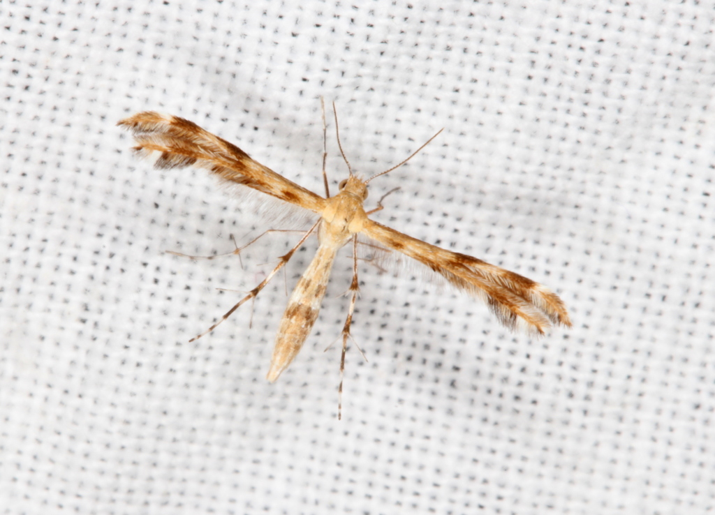 Trichoptilus ceramodes