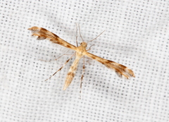 Trichoptilus ceramodes