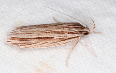 Leistarcha amphigramma
