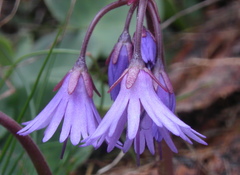 Soldanella montana