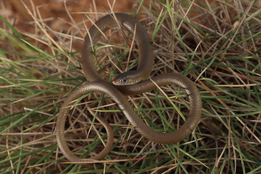 Unbanded Delma