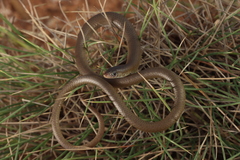 Butler's Legless Lizard photo 2