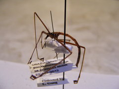 Apterobittacus apterus