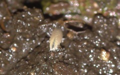 Trichoniscus pygmaeus