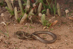 Gulfs Delma photo 2