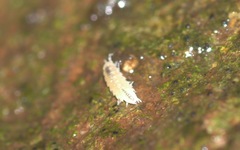 Trichoniscus pygmaeus