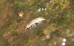 Trichoniscus pygmaeus