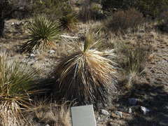 Dasylirion leiophyllum