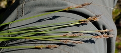 Schoenus cuspidatus