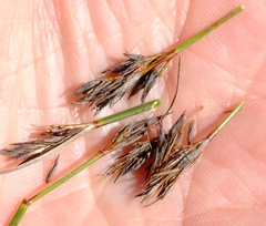 Schoenus cuspidatus