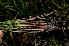 Schoenus cuspidatus