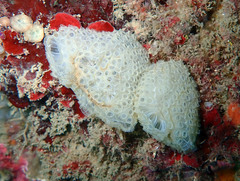 Botrylloides crystallinus