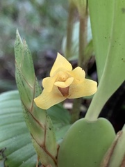 Maxillariinae