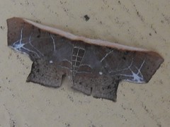 Tessarotis rubrata