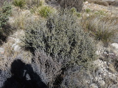 Ceanothus pauciflorus