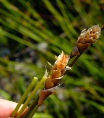 Elegia fistulosa